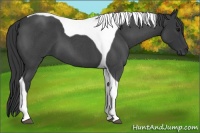 Horse Color:Blue Roan Tobiano 