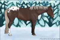 Horse Color:Silver Brown Appaloosa