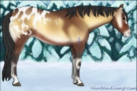 Horse Color:Bay Onyx Appaloosa 