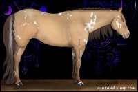 Horse Color:White Spotted Sable Champagne 