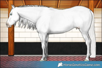 Horse Color:White Spotted Silver Amber Champagne Appaloosa 