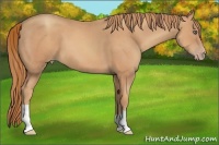 Horse Color:Gold Champagne 
