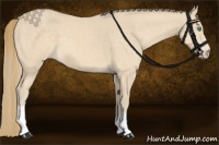 Horse Color:Perlino