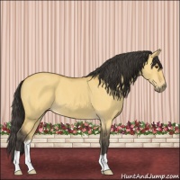 Horse Color:Buckskin Dun