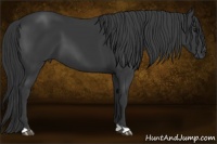 Horse Color:Black 