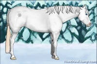 Horse Color:Gold Champagne Dun Splash Tobiano Near Leopard Rabicano 