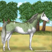 Horse Color:Chocolate Palomino Dun Splash Appaloosa