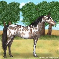 Horse Color:Bay Dun Appaloosa Brindle 