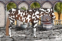 Horse Color:Liver Chestnut Appaloosa 