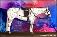 Horse Color:Red Dun Appaloosa 