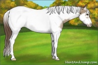 Horse Color:Classic Champagne Splash Tobiano Frame Appaloosa Rabicano 