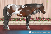 Horse Color:White Spotted Liver Chestnut 