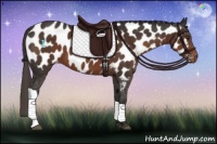 Horse Color:Liver Chestnut Near Leopard 