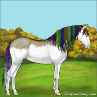 Horse Color:Painted Brown Dun Splash Rabicano