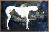 Horse Color:Liver Chestnut Tobiano 