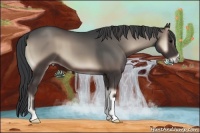 Horse Color:Blue Onyx 