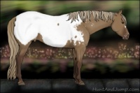 Horse Color:Liver Red Dun Appaloosa 