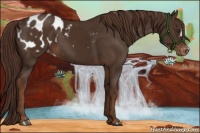 Horse Color:Liver Chestnut Appaloosa 