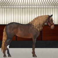 Horse Color:Liver Chestnut Sabino Rabicano