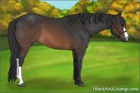Horse Color:Brown 