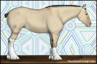 Horse Color:Classic Champagne Dun 