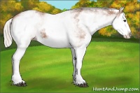Horse Color:White Spotted Silver Bay Splash 