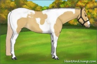 Horse Color:Palomino Dun Tobiano