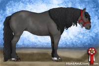 Horse Color:Black Rabicano 