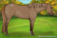 Horse Color:Gray Red Dun 
