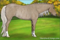 Horse Color:Silver Smoky Blue Roan Rabicano 