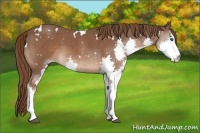 Horse Color:White Spotted Liver Chestnut Splash Appaloosa 
