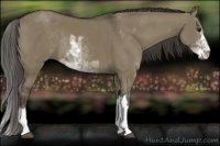 Horse Color:Smoky Grullo Sabino Rabicano 