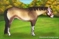 Horse Color:Buckskin Onyx 