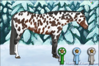 Horse Color:Gray Liver Chestnut Appaloosa