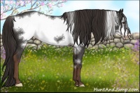 Horse Color:Liver Chestnut Frame Appaloosa 