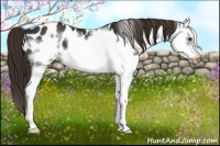 Horse Color:Liver Chestnut Splash Frame Appaloosa 