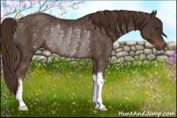 Horse Color:Liver Chestnut Rabicano 