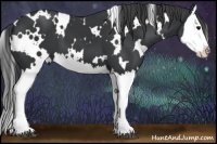 Horse Color:White Spotted Black Splash 