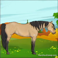 Horse Color:Bay Dun