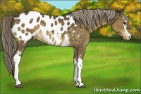 Horse Color:White Spotted Chocolate Palomino Blanket