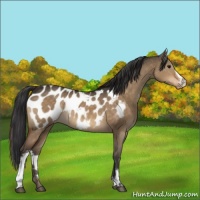 Horse Color:White Spotted Brown Dun Appaloosa 