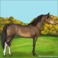 Horse Color:Buckskin Appaloosa 
