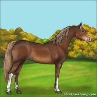 Horse Color:Liver Chestnut Appaloosa 