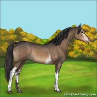 Horse Color:White Spotted Brown Dun Appaloosa 