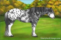 Horse Color:White Spotted Blue Roan Splash Frame Appaloosa