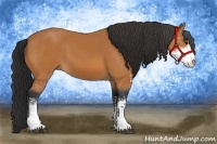 Horse Color:Bay Sabino 