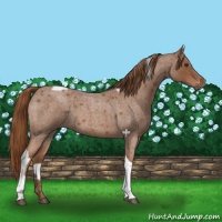 Horse Color:Red Roan Tobiano 