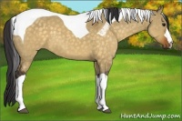 Horse Color:Buckskin Dun Tobiano 