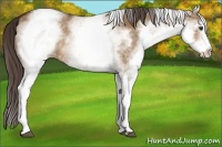 Horse Color:White Spotted Liver Red Dun 
