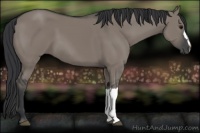 Horse Color:Grullo 
